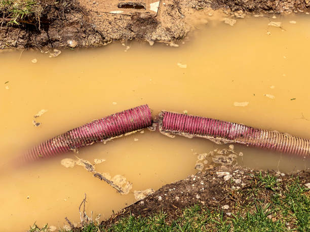 Best Flood restoration services  in Longwood, FL